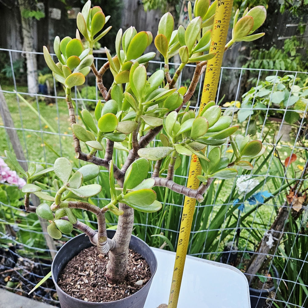 Large Ruby Jade Tree - Picture 3 of 6